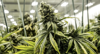 Lawmakers Urge Action on Marijuana Legislation Before Biden’s Term Ends