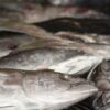 Trump Just Gave Fishermen What Biden Took Away