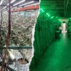 California's Marijuana Mess Has Chinese Fingerprints All Over It