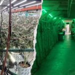 California's Marijuana Mess Has Chinese Fingerprints All Over It
